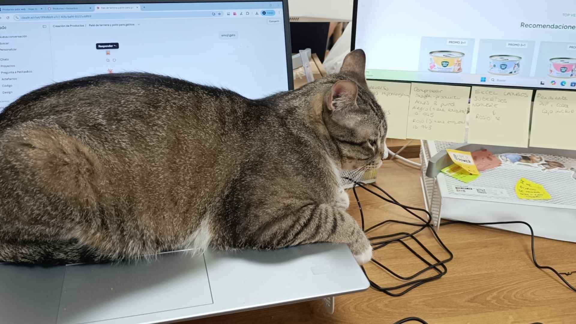 Katy en la oficina de Patitas